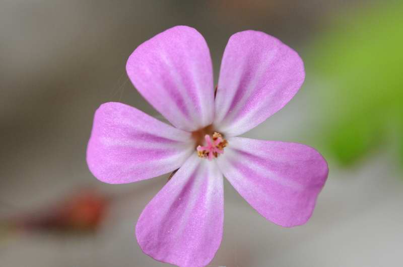 Makro Test Bluete 2 1