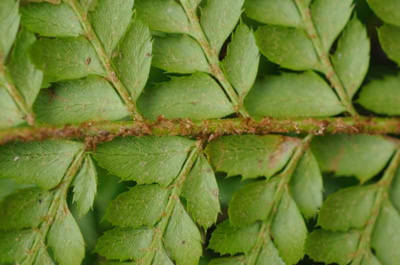 Makro Test Polystichum 1