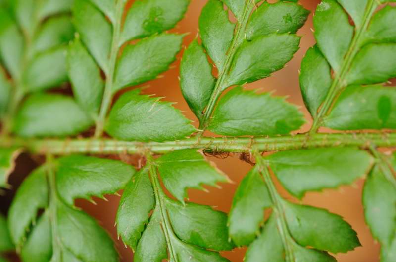 Makro Test Polystichum 2