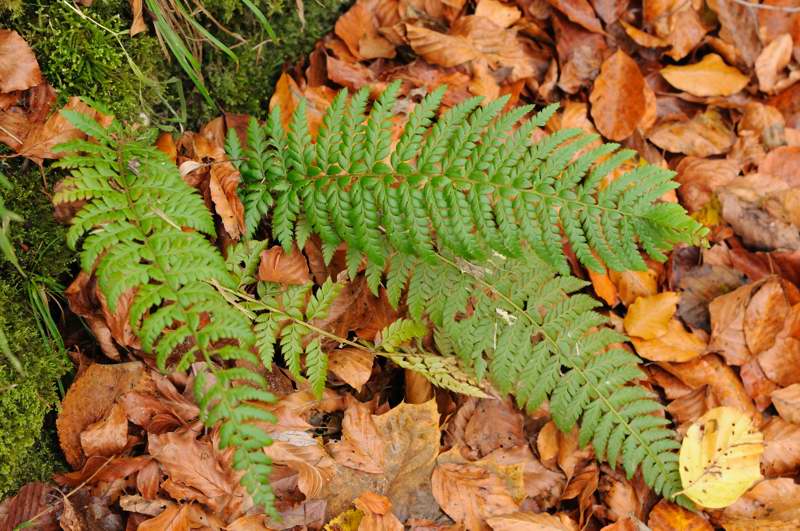Makro Test Polystichum 3