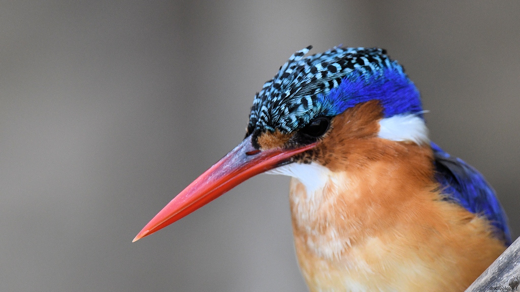 Malachiteisvogel (Haubenzwergfischer, Malachite Kingfisher)
Selous Game Reserve

s1583 Selous Malachite Kingfisher 1328