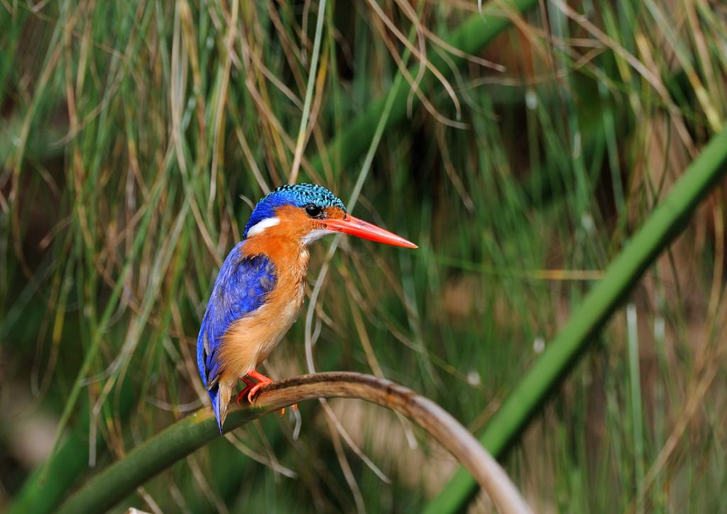 Malakei Kingfisher