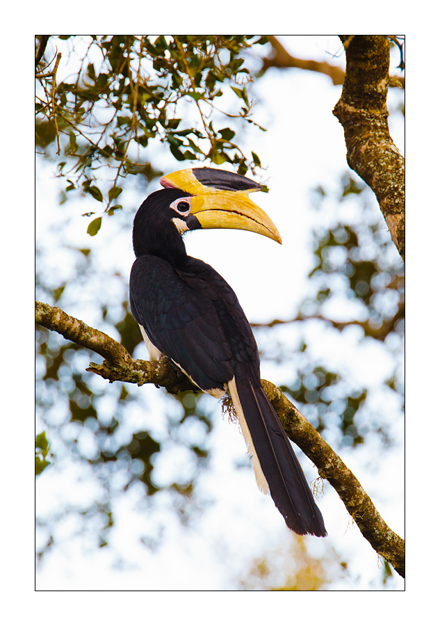 Malayen-Hornvogel (Anthracoceros coronatus)