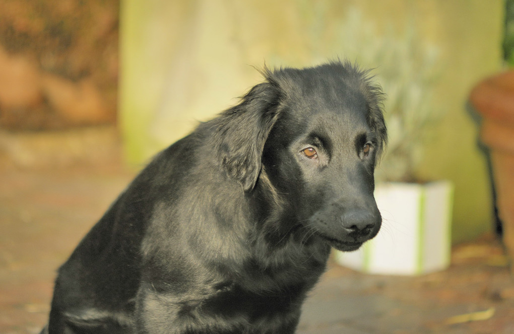 malefitz, der schwarze hund