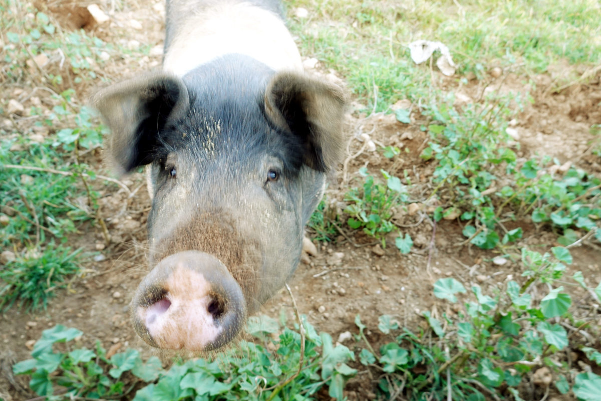 malloquinisches Portrait-Schwein.jpg