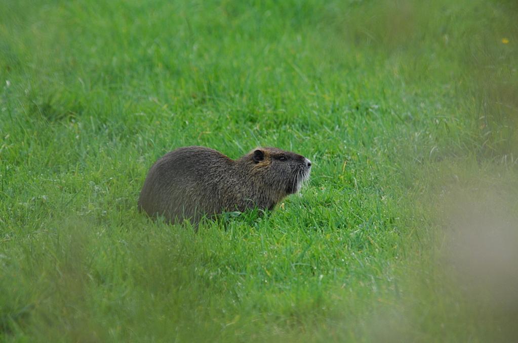Mama Nutria