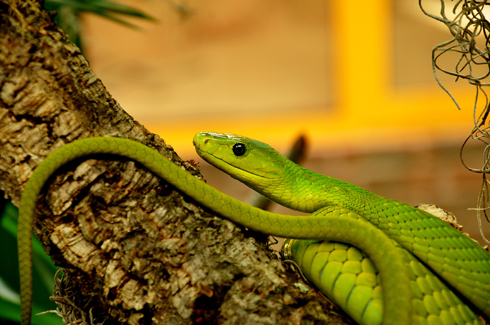mamba1 nf aus dem Terrazoo Rheinberg.