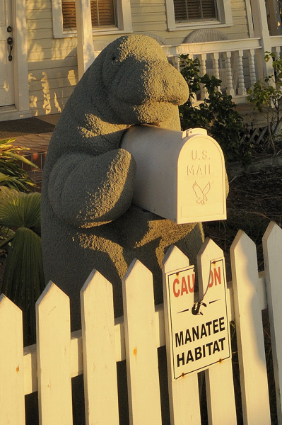Manatee