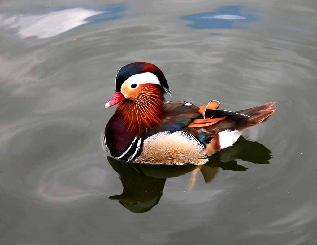 mandarin duck