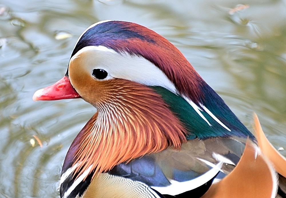 Mandarin-Ente