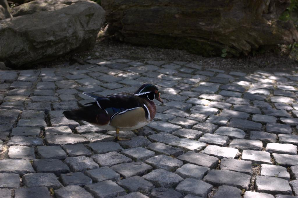 Mandarin Ente