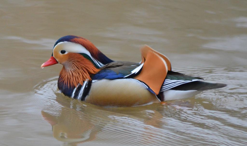 Mandarinente