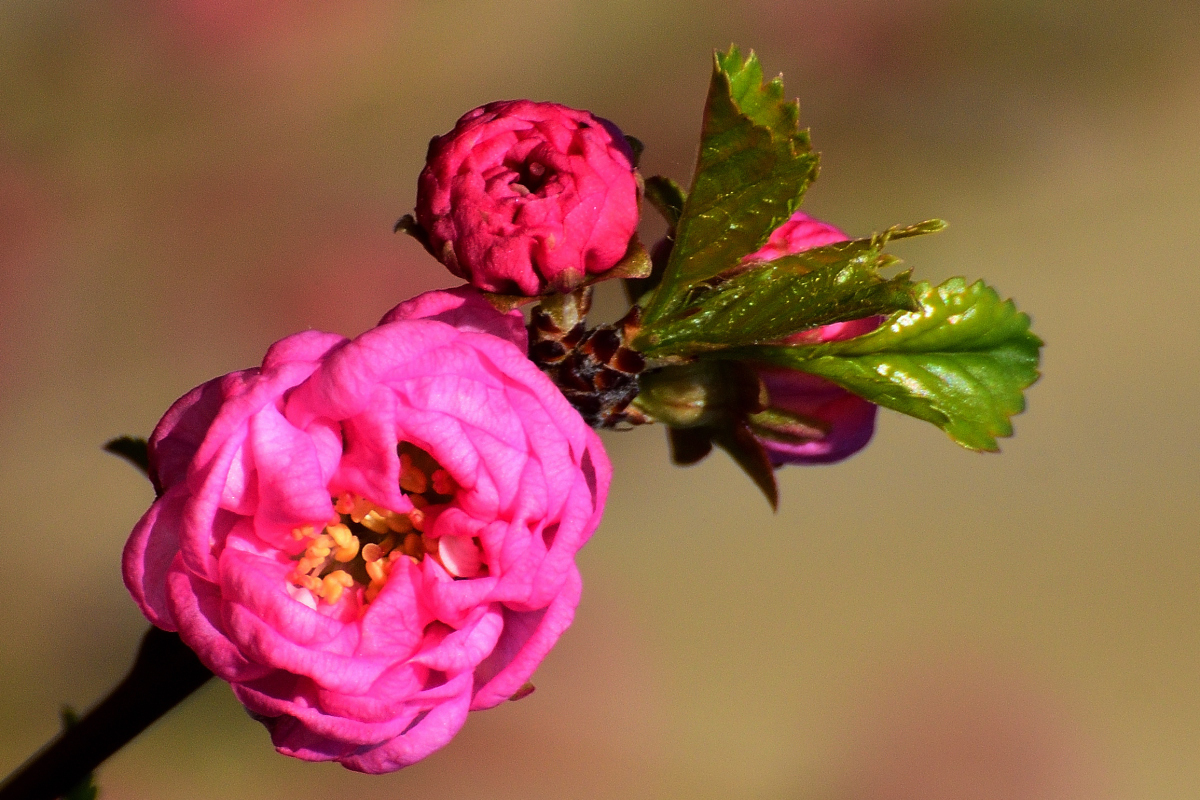 Mandelbäumchen, Prunus triloba