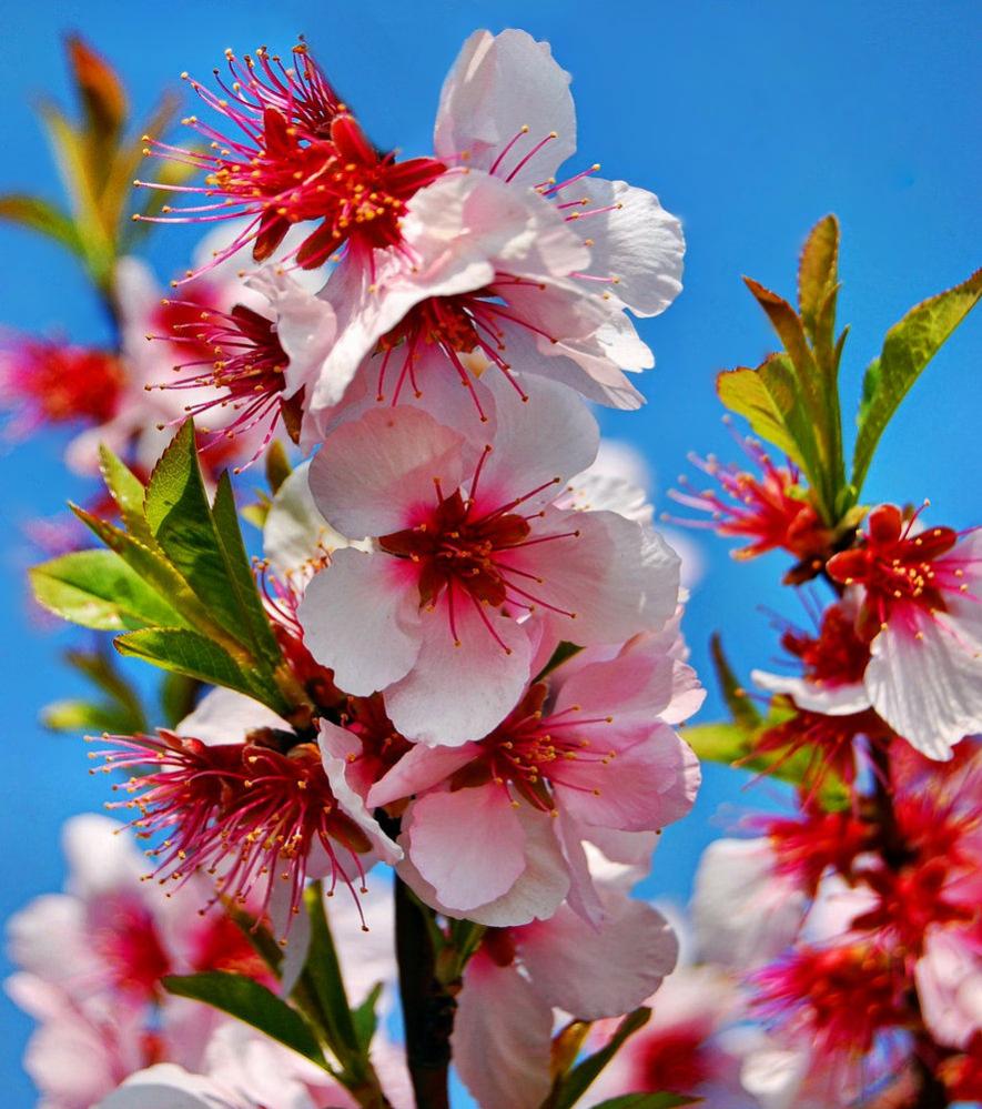 Mandelbaumblüte in der Pfalz