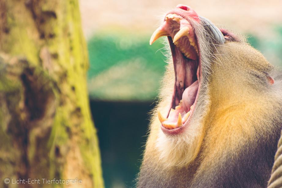 Mandrill in Drohpose