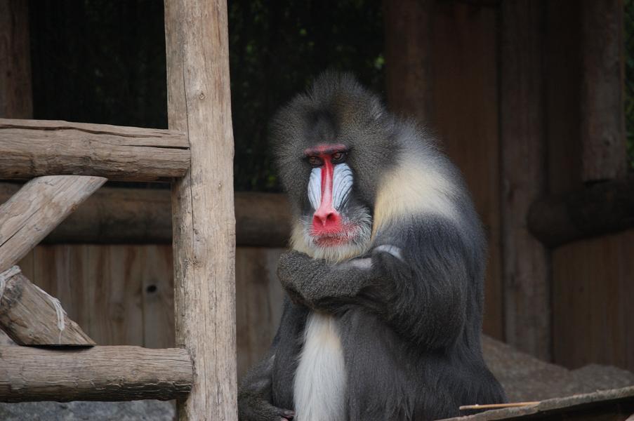 mandrill
