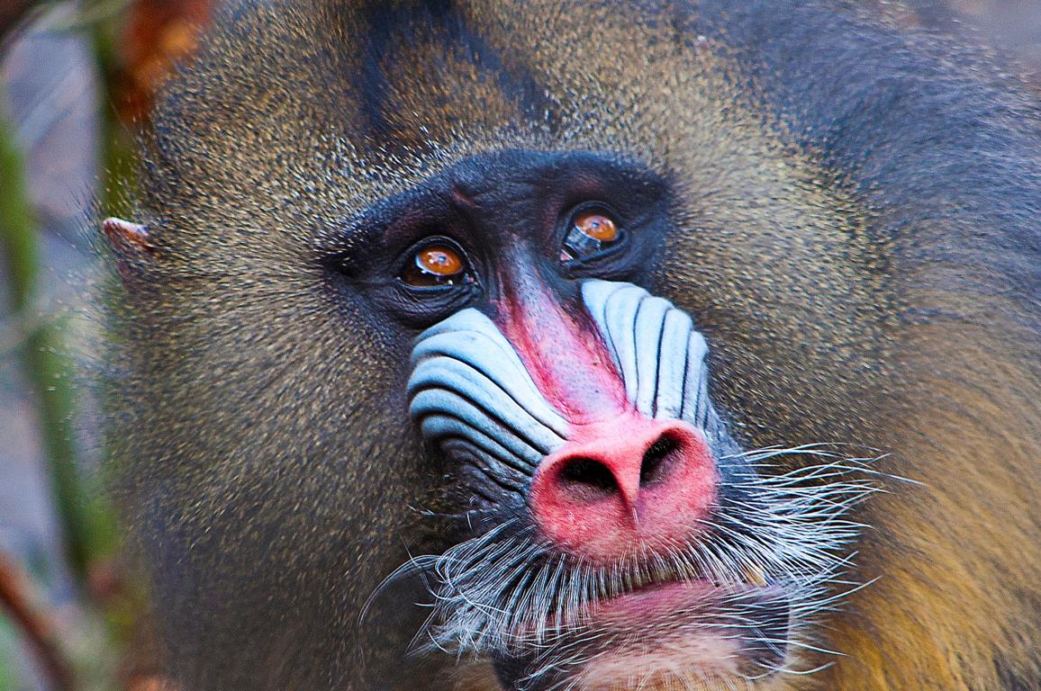Mandrill