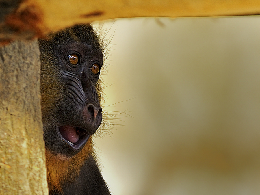 mandrill