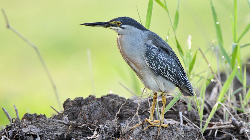 Mangrovenreiher (Striated Heron)
Botanischer Garten, Georgetown
9137