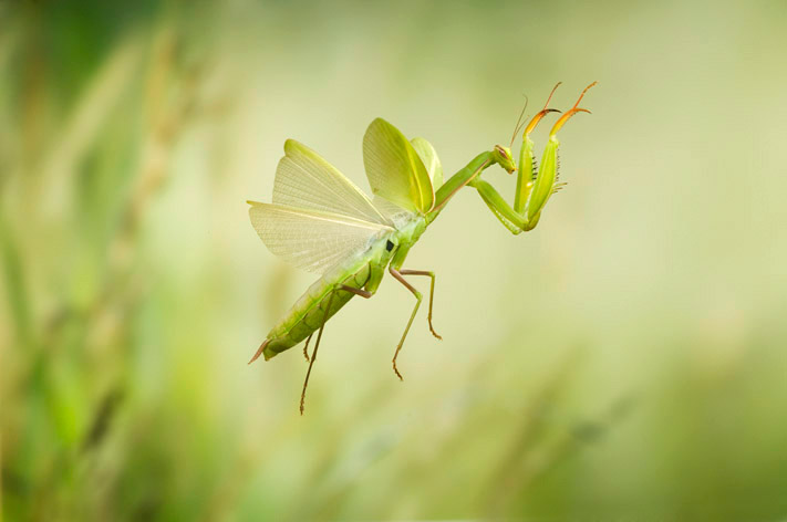 Mantis1_RVornehm