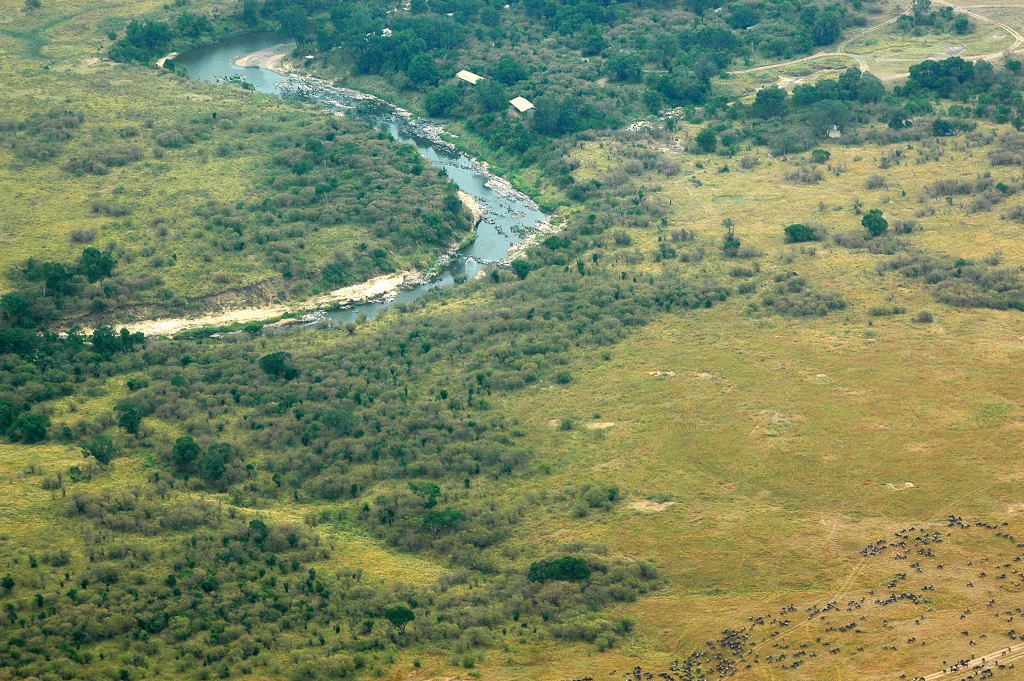 Mara River ( Migration )