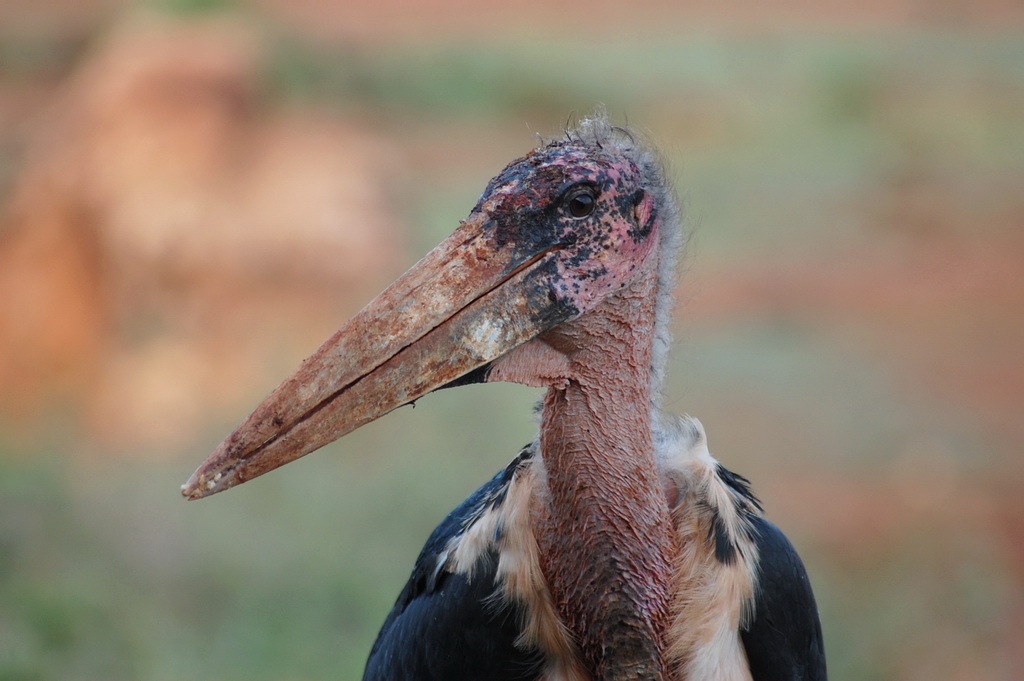 Marabou
