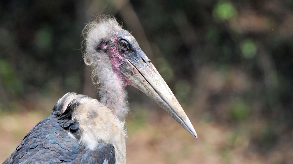 Marabu
South Luangwa
8349