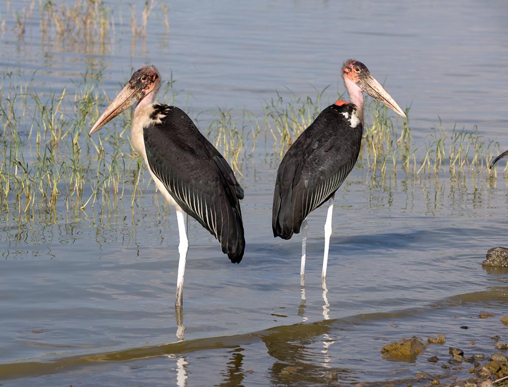 Marabu Sued Ethiopien
