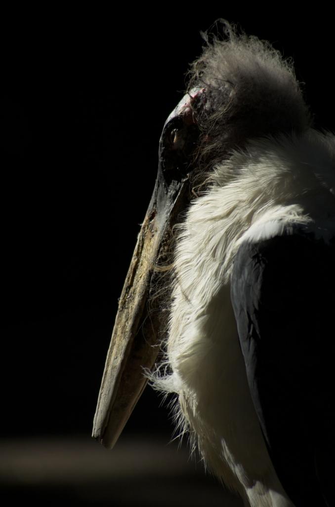 Marabu