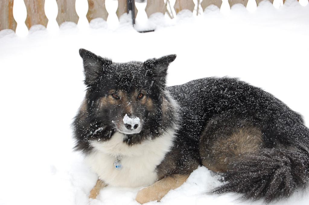 Marcos im Schnee