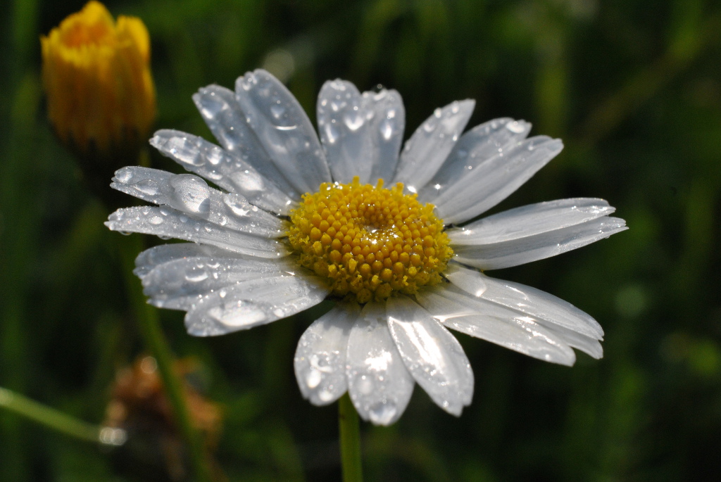 Margarite im Morgentau