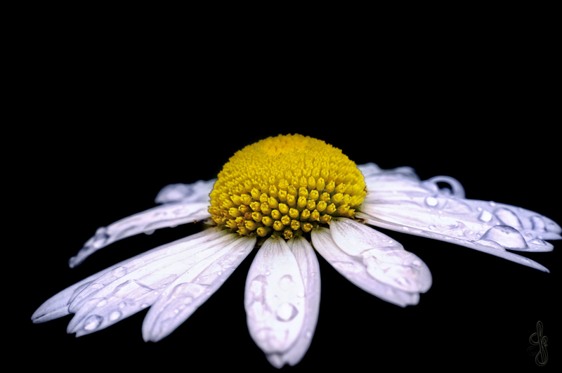 Margaritte im Tau