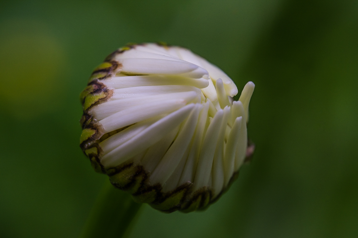 Margerite geschlossen (1 von 1).JPG