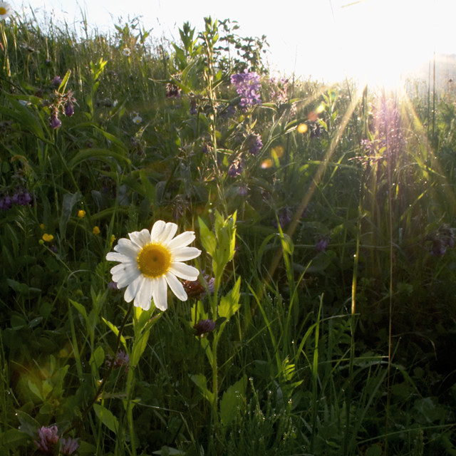 Margerite im Gegenlicht