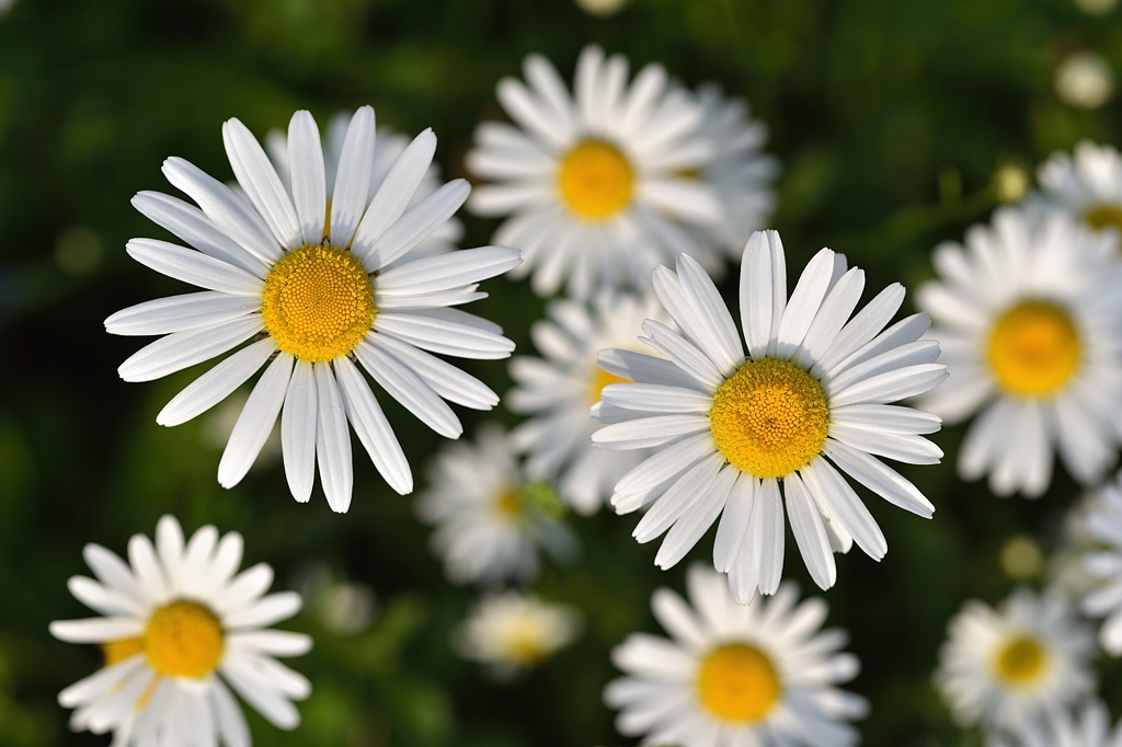Margeriten 052015 2