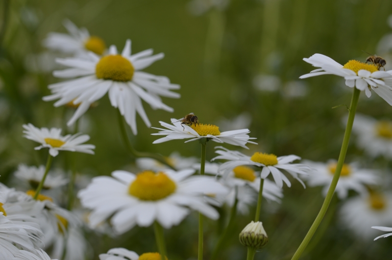 Margeriten