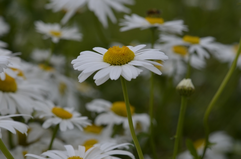 Margeriten