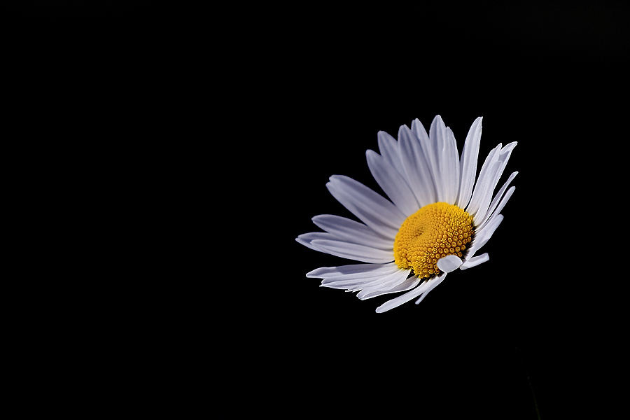 Margeriten