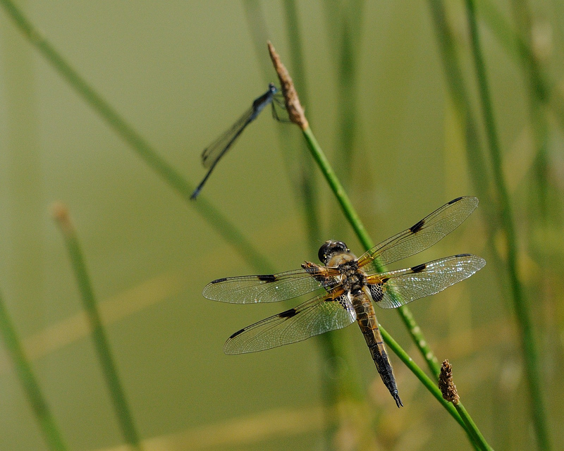 Marienberg GrosserBlaufpeil Weibchen01
