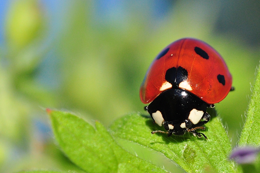 Marienkäfer auf Blatt
