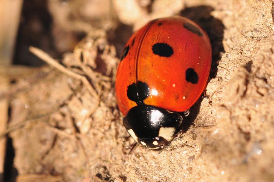 Marienkäfer auf Erde