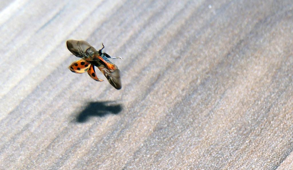 Marienkäfer beim Flugversuch