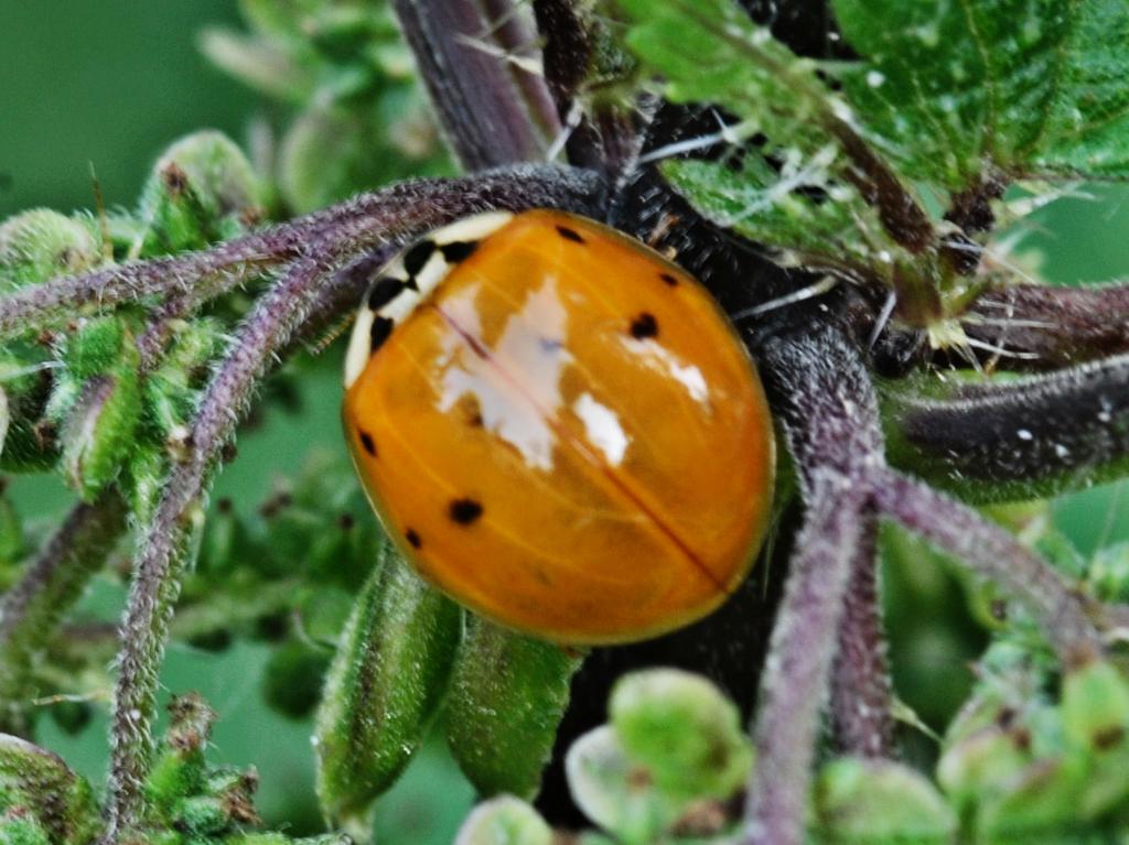 Marienkäfer