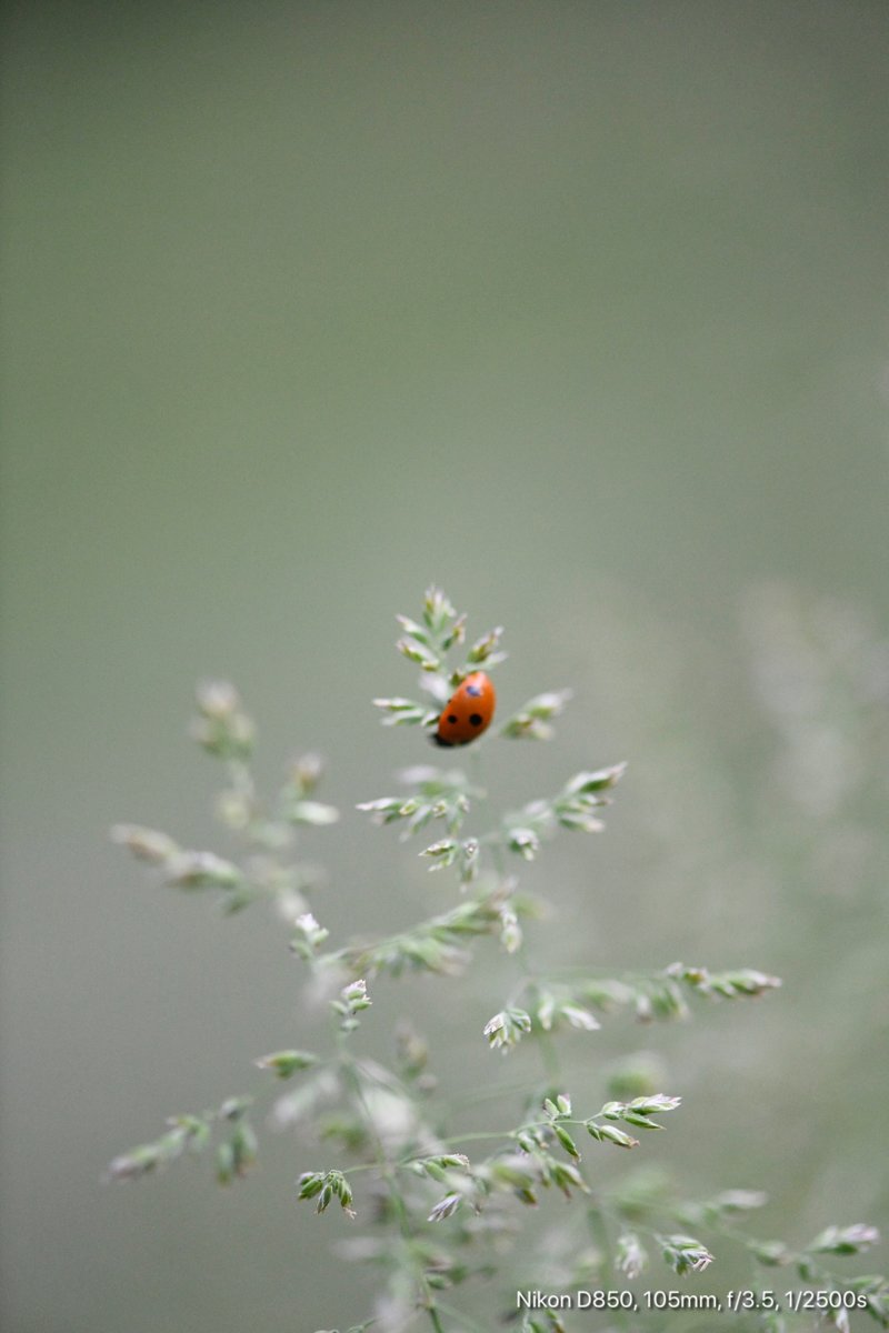 Marienkäfer