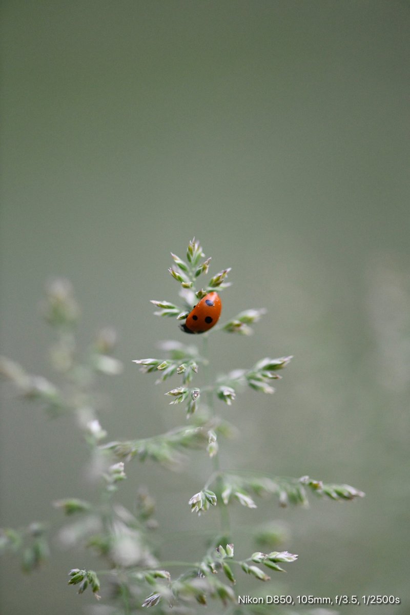 Marienkäfer