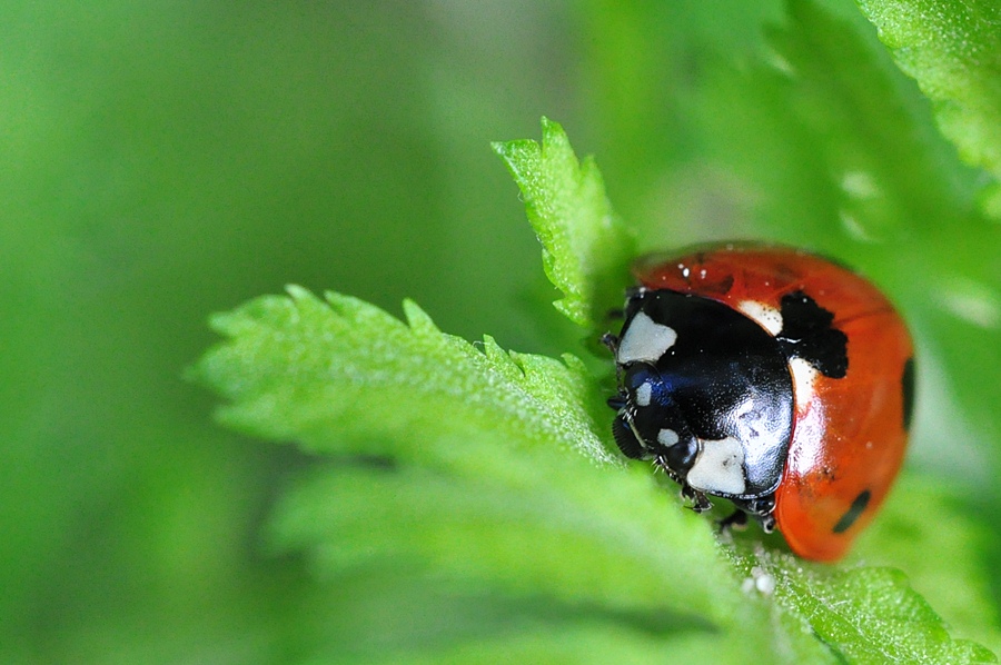 Marienkäfer