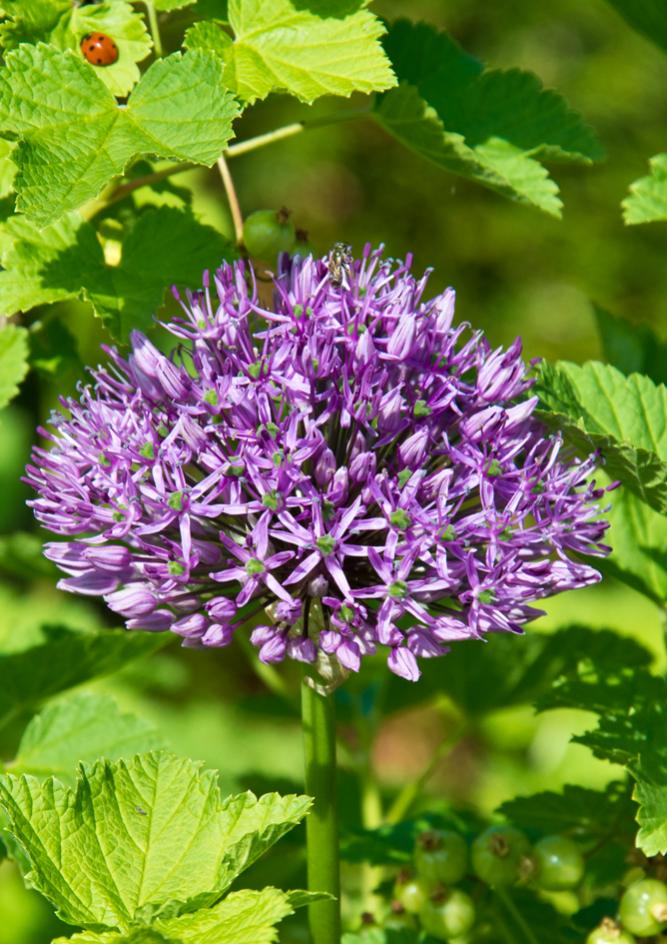 Marienkaefer mit Blume kl