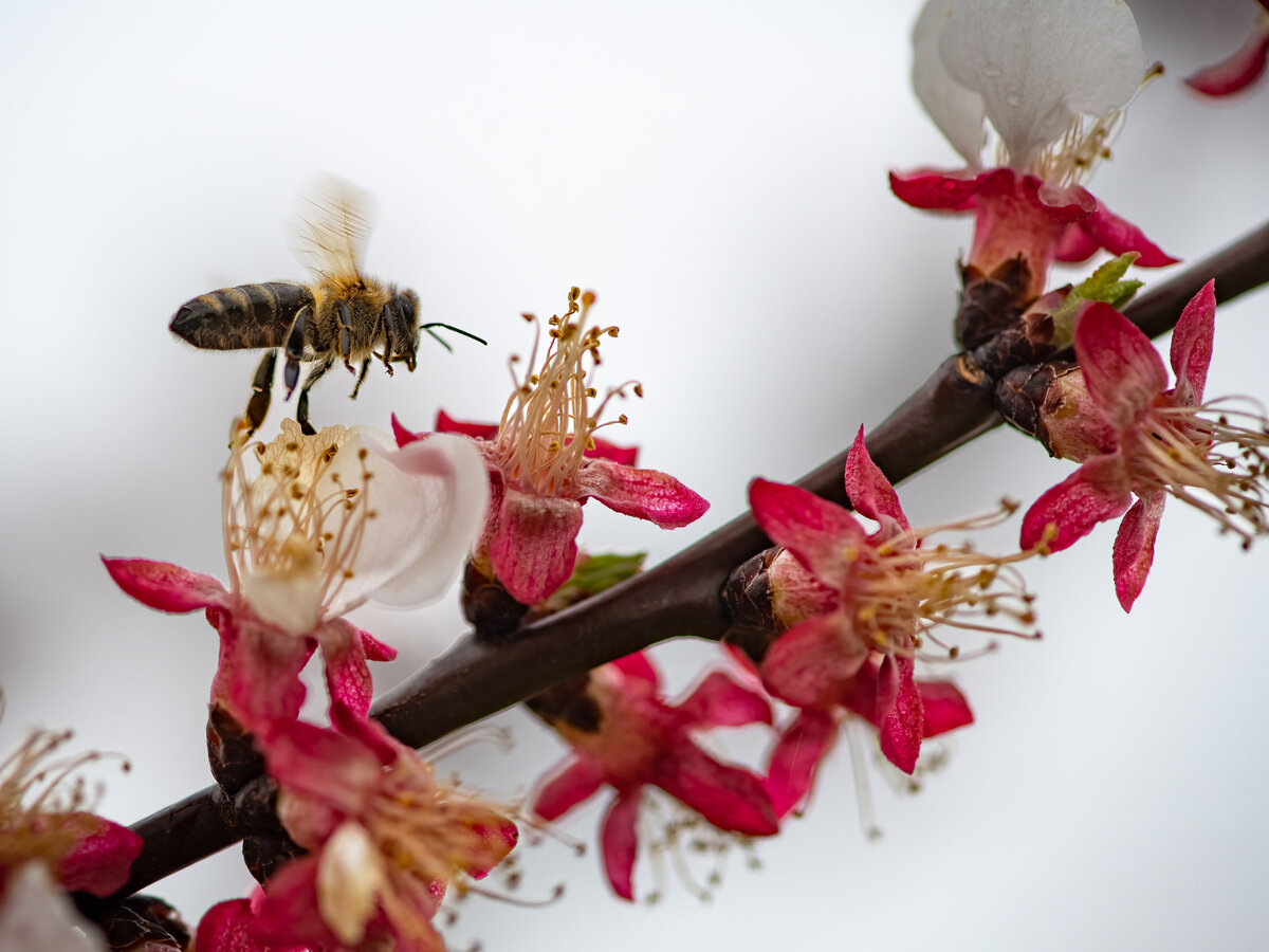 Marillenblüte mit Biene im Flug-2.jpg