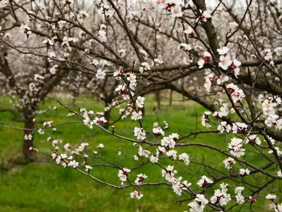 Marillengarten.jpg