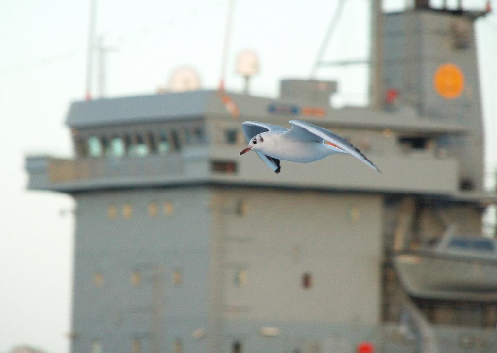 Marine-Möwe